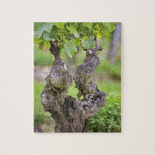 Puzzle Une vigne très ancienne dans le vignoble du Clos d