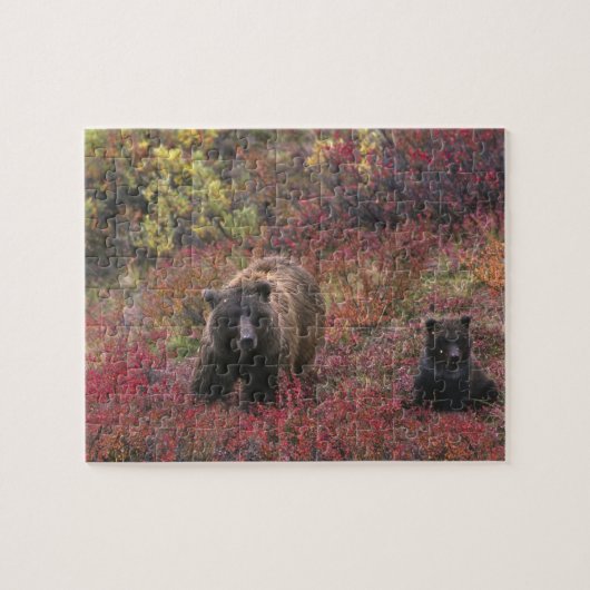 Puzzle USA, Alaska, Denali National Park. Ours grizzli (Horizontal)