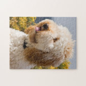 Puzzle USA, Californie. Portrait De Labradoodle 3 (Horizontal)