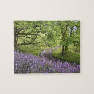 Puzzle USA, Californie, Redwood National Park. Jeu
