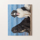 Puzzle USA, Californie. Terre-Neuve assis (Vertical)