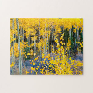 Puzzle USA, Colorado. Bright Yellow Aspect Dans Rockies 2