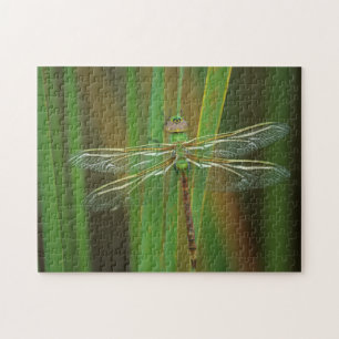 Puzzle USA, Géorgie. Dragonfly vert sur roseaux