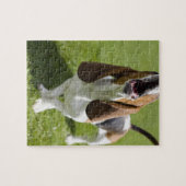 Puzzle USA, Illinois, Washington, Portrait de Bassett (Horizontal)