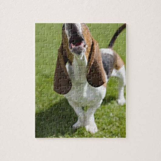 Puzzle USA, Illinois, Washington, Portrait de Bassett (Vertical)