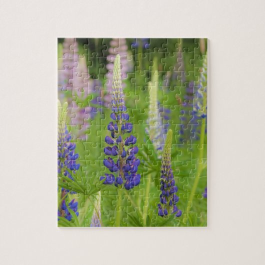 Puzzle USA, Maine, Parc national de l'Acadia. Champ de (Vertical)