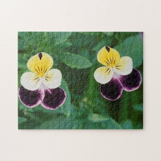 Puzzle USA, Utah, Cache Valley, Johnny Jump Up (Horizontal)