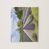 Puzzle USA, WA, Sequim, Purple Haze Lavender Farm (Vertical)