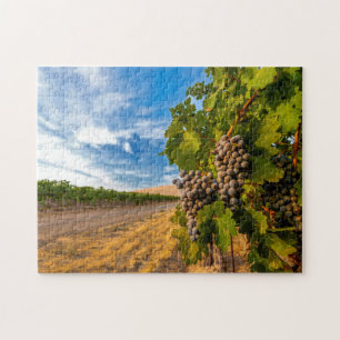 Puzzle USA, Washington, Yakima Valley. Raisins de Merlot