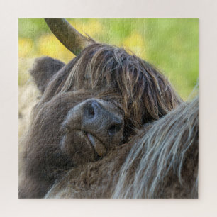 Puzzle Vache Brown Highland