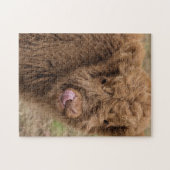 Puzzle Vache des montagnes écossaise (Horizontal)