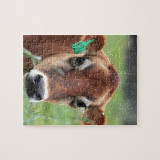 Puzzle Vache du Jersey (Horizontal)