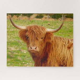 Puzzle Vache écossaise des Highlands
