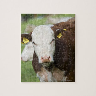 Puzzle Vaches dans le pâturage, gros plan