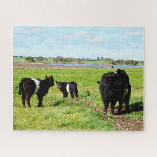 Puzzle Vaches galloway, puzzle, maman et bébé