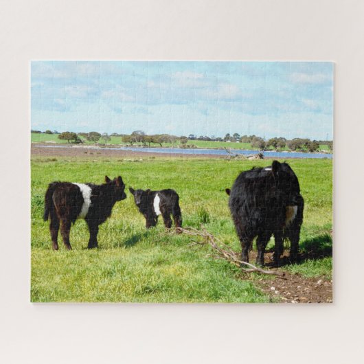 Puzzle Vaches galloway, puzzle, maman et bébé (Horizontal)