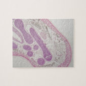 Puzzle Ver parasite de nématode (espèces d'ascaride) (Horizontal)