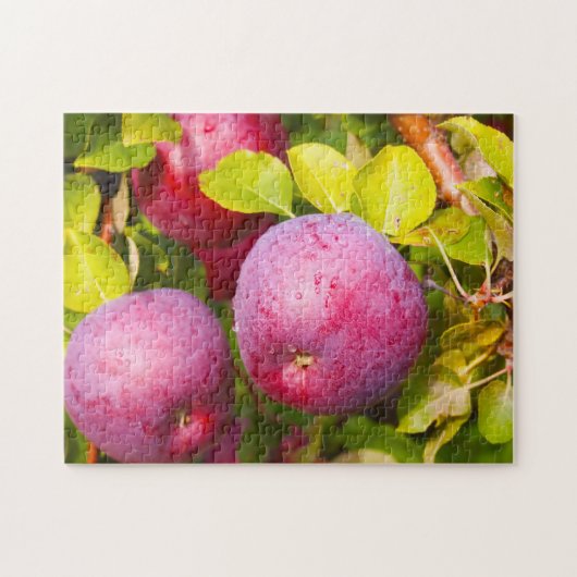 Puzzle Verger de pommiers Vermont. (Horizontal)