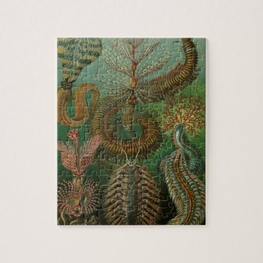 Puzzle Vers Annélides Chaetopoda par Ernst Haeckel (Vertical)