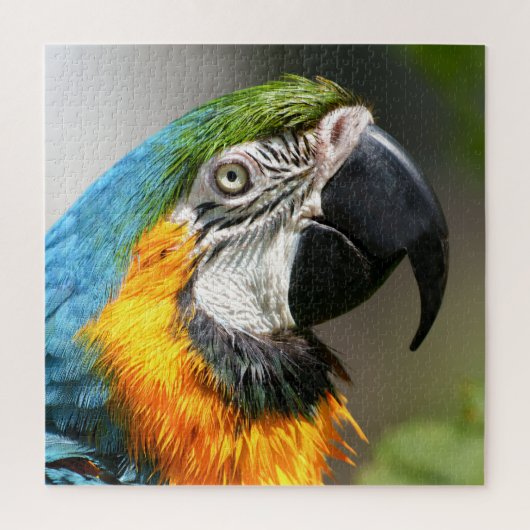 Puzzle Vibrant couleur Macaw (Vertical)