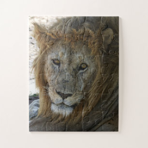Puzzle Vieux Lion Animal Sauvage