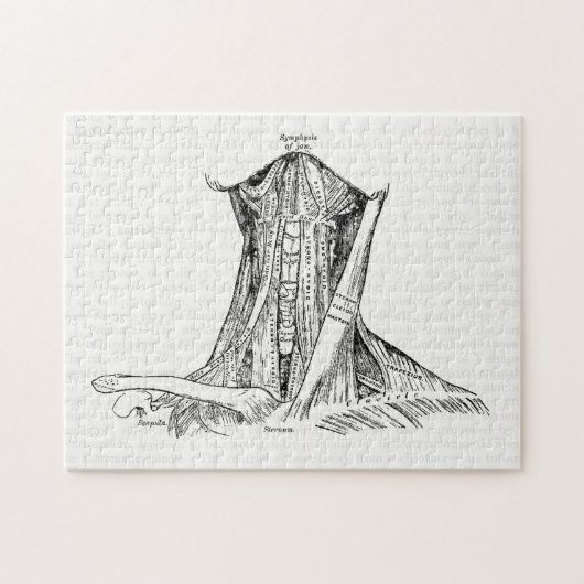 Puzzle Vieux muscles d'illustration d'anatomie du cou (Horizontal)