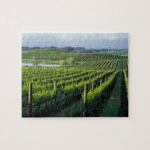 Puzzle Vignes en rangées nettes dans le Napa en Californi