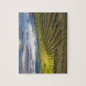 Puzzle Vignoble. Napa Valley. Napa. Comté de Napa, (Vertical)