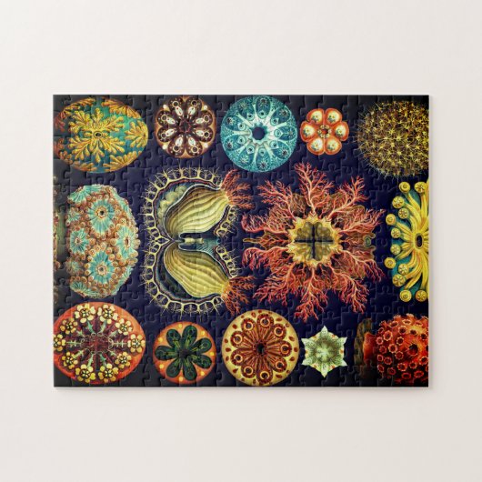 Puzzle vintage d'Ascidiae par Ernst Haeckel (Horizontal)