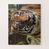 Puzzle Visage de tigre (Vertical)