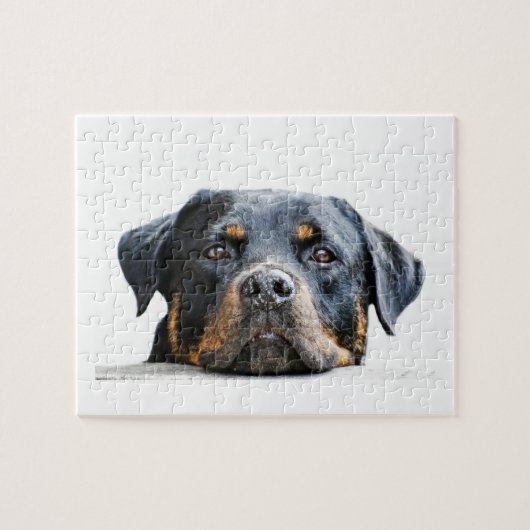 Puzzle Visage mignon de race de chien du rottweiler | (Horizontal)