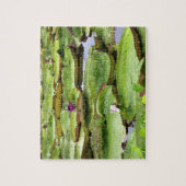 Puzzle Vitoria Regis, nénuphars géants de l'Amazonie (Vertical)