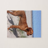 Puzzle vizsla complet (Horizontal)