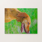 Puzzle Vizsla Dog Jigsaws. (Horizontal)