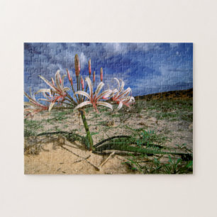 Puzzle Vlei Lily (Nerine Laticoma) en fleurs