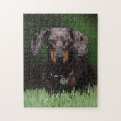 Puzzle Vue de Dachshund couleur Dapple (Vertical)