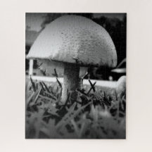 Vue de l'œil de l'insecte