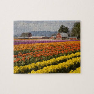 Puzzle WA, vallée de Skagit, champs de tulipes en fleurs,