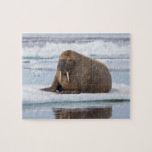 Puzzle Walrus resting on ice, Norway (Horizontal)