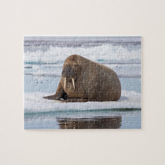 Puzzle Walrus resting on ice, Norway (Horizontal)