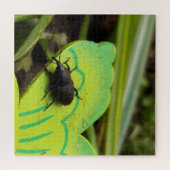 Puzzle Weharm, Beetles, Curculionoidea, Bug (Horizontal)