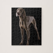 Puzzle Weimaraner, studio tourné (Vertical)