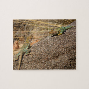 Puzzle Western Collared Lizards in Colorado