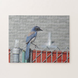 Puzzle - Westerne scrub-Jay op hek Legpuzzel