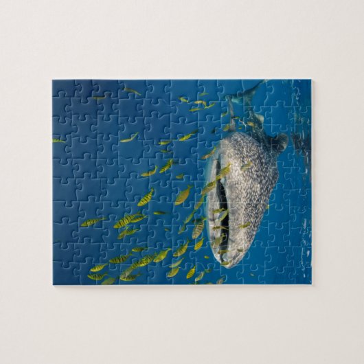 Puzzle Whale Shark with fish, Indonésie (Horizontal)