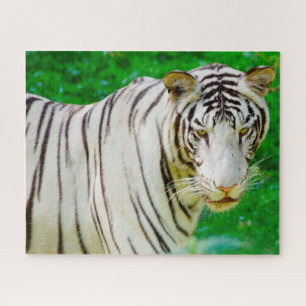 Puzzle White Bengal Tiger. Big Cats.