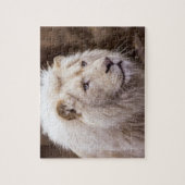 Puzzle White Lion Photo (Vertical)