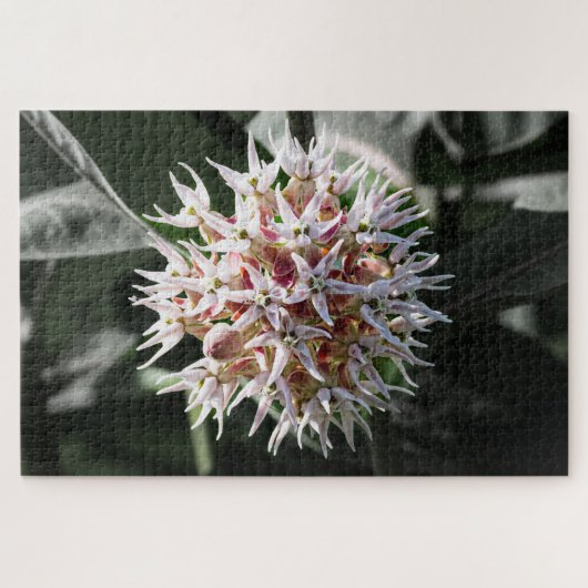 Puzzle White Showy Milkweed - Nature Photography (Horizontal)