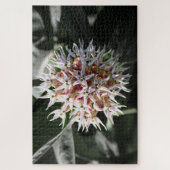 Puzzle White Showy Milkweed - Nature Photography (Vertical)