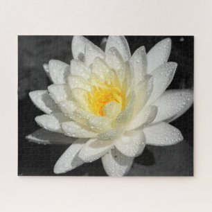 Puzzle White Water Lily Photograph